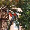 Poda de palmera