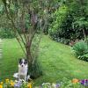 precioso collie en el jardín de un cliente.