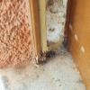 daños por termitas