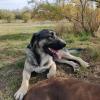 Lobo, con problemas de reactividad con otros perros...paciencia y trabajo, y todo se consigue 😊