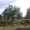 poda algarrobo