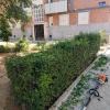 Corte de setos y perfilado