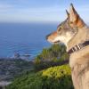 El perro de un amigo mío al que voy a cuidar normalmente,un perro lobo checoslovaco 