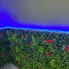 Instalación de tira LED azul decorativa en jardín vertical