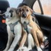 Blue y Naia