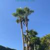 Vertex Arboricultura