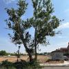 Vertex Arboricultura