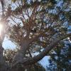 Vertex Arboricultura