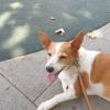 Canita
