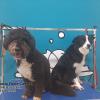 Cuidador Perros Txakur Etxebarri