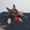 Cuidador Perros Txakur Etxebarri