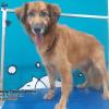 Cuidador Perros Txakur Etxebarri