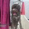 Cuidador Perros Txakur Etxebarri
