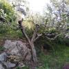 Poda de frutales