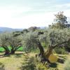 Mantenimiento de olivares