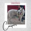 Casper, ejemplo de la irresponsabilidad humana. Ahora con su familia definitiva en su primer día de terapia canina.