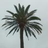 Poda y balona palmera canaria