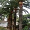 Poda y balona Palmera canaria