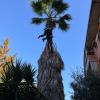 Poda washingtonia