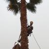 Poda washingtonia