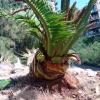 Cirugía palmera canaria