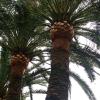 Balona palmera canaria