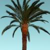 Poda y balona palmera canaria