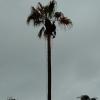 Poda Washingtonia