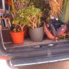 Plantas