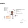 Curriculum Vitae Personal