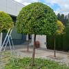 Jardinlandia