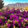 Jardineria Altea Hogar