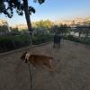 Paseo con danko, American Stanford 11 años