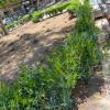 Servicios De Jardinería Jdcl