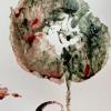 Placenta