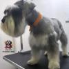 Little Pets Peluqueria Canina