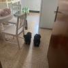 Cuidadora De Mascotas