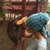 Jaguar rescue center