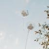Damas Magic Dreams
