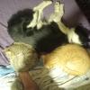 Mi tresena, después de un buen trabajo de adaptación. Los adopté de bebés