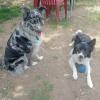Wanda con mi Chester en el terreno.