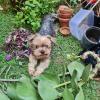 Ju Pet Sitter