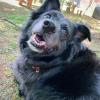 Ju Pet Sitter