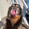 Ju Pet Sitter