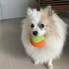 Ju Pet Sitter