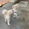 Ju Pet Sitter