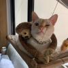 Ju Pet Sitter