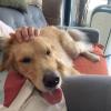 Ju Pet Sitter