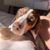 Ju Pet Sitter