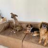 Ju Pet Sitter